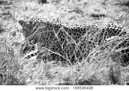 In South Africa Kruger Natural Park Wild Leopard
