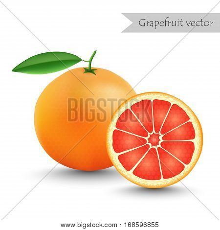 Grapefruit vector isolated on white background. Half grapefruit.