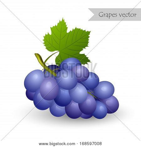 Grapes blue vector isolated on white background.