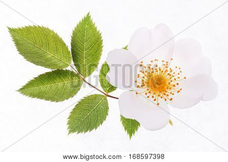 wild roses