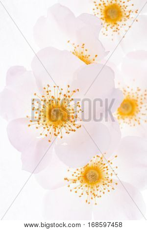 wild rose