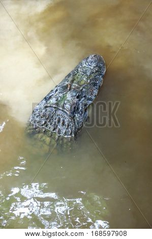 Caiman (caimaninae) At Madidi National Park, Bolivia