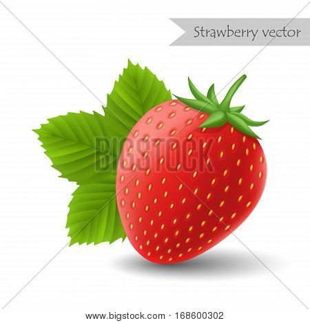 Strawberry with leafs vector isolated on white background.