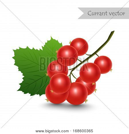 Red currant vector isolated on white background.
