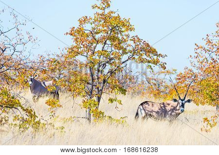 Oryx Hiding In The Bush. Wildlife Safari In The Mapungubwe National Park, Travel Destination In Sout