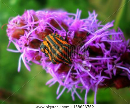 Graphosoma lineatum in the pink flower shot.