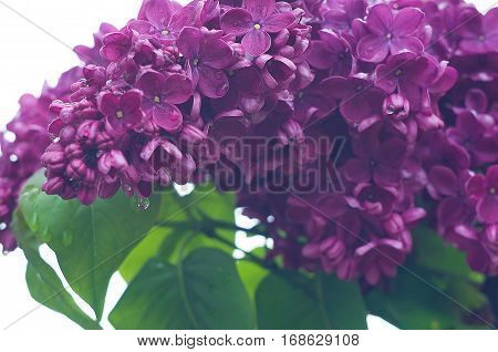Fragrant lilac flowers bloom in spring outdoors in spring day