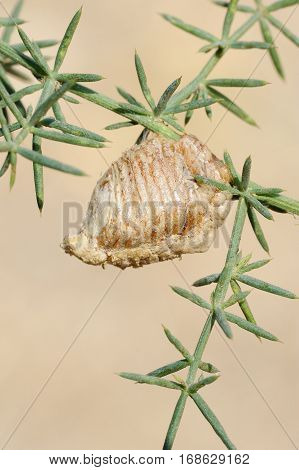 Closeup of the nature of Israel - mantis ootheca