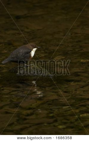 Dipper - Cinclus Cinclus