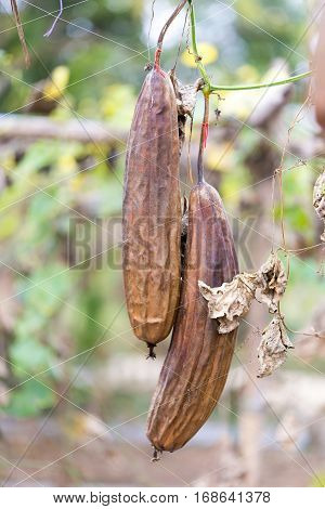 Luffa gourd plant in garden luffa cylindrica
