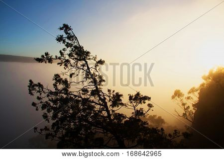 Pine tree in the mist at sunrise. Grampians, Australia