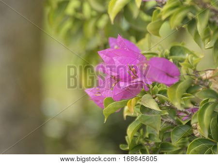 pink flower background with selective focus. close up Purple flora.relax and fresh in nature.