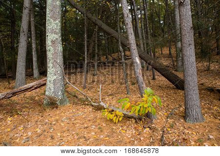 Forest next to the Walden Pond in Massachusetts in autumn