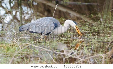 Grey heron catches a frog - Ardea cinerea