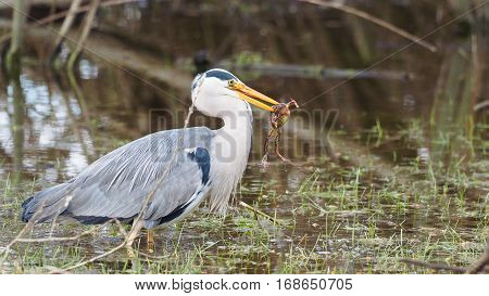 Grey heron catches a frog - Ardea cinerea