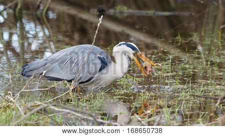 Grey heron catches a frog - Ardea cinerea