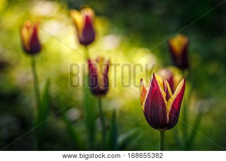 Tulip With Stripe On Shady Glade
