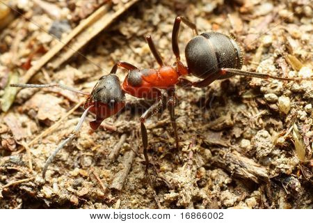 Operaio Red Ant - closeup