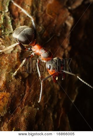 Operaio Red Ant - closeup