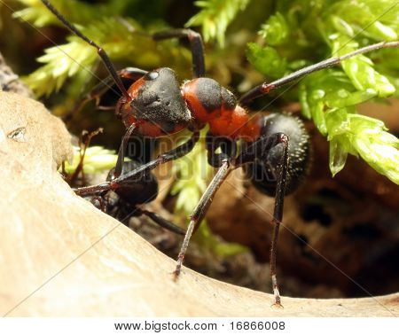 Operaio Red Ant - closeup