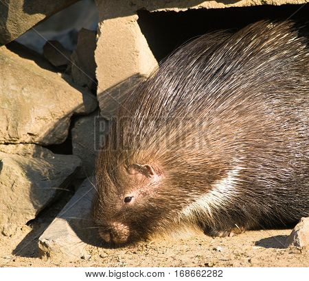 Indian crested porcupine looking for food - Hystrix indica