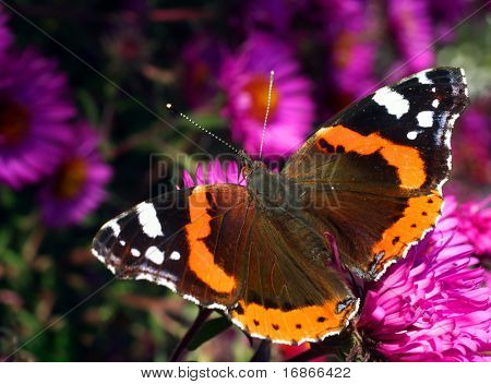 Sommerfugl Vanessa Atalanta i efteråret blomst Aster Dumosus