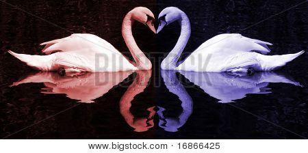 Corazones rojos y azules del cisne