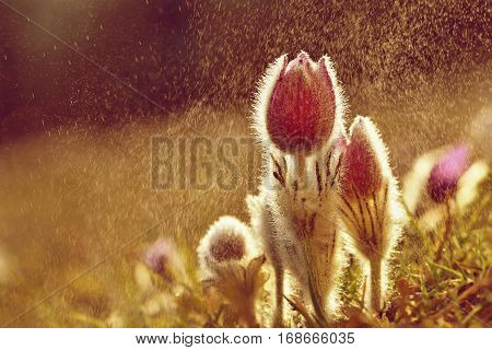 Spring flowers. Beautifully blossoming pasque flower and sun with a natural colored background. (Pulsatilla grandis)