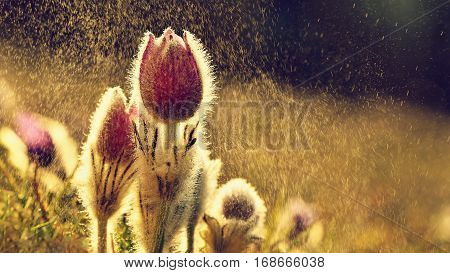 Spring flowers. Beautifully blossoming pasque flower and sun with a natural colored background. (Pulsatilla grandis)