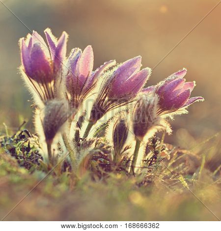 Spring Flowers. Beautifully Blossoming Pasque Flower And Sun With A Natural Colored Background. (pul