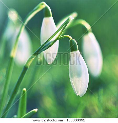 Spring flowers - snowdrops. Beautifully blooming in the grass at sunset. Amaryllidaceae - Galanthus nivalis