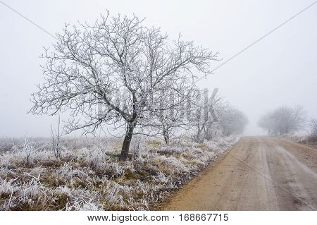 Trees in misty haze in a gloomy winter day.