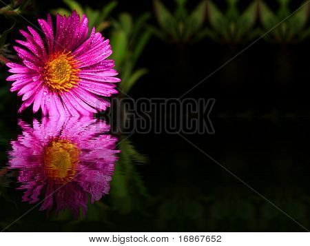 Aster Dumosus - blomst baggrund