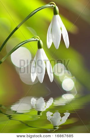 Sněženky (Galanthus nivalis) - první jarní květiny