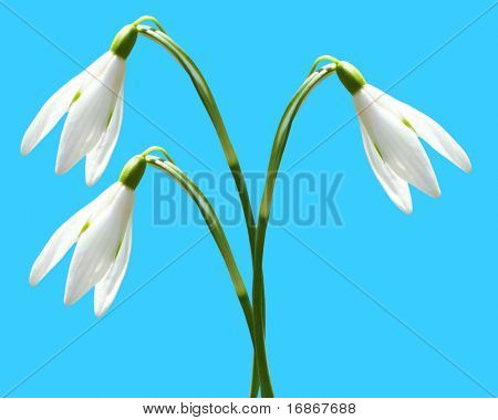 Sněženky (Galanthus nivalis); snadno rozšiřitelné pozadí