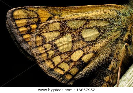 Butterfly wings - close up - sfondo - Pamphilus Silvius - rara farfalla europea