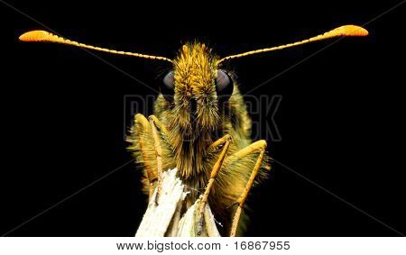 Pamphilus Silvius testa - estremamente close up - rara farfalla europea