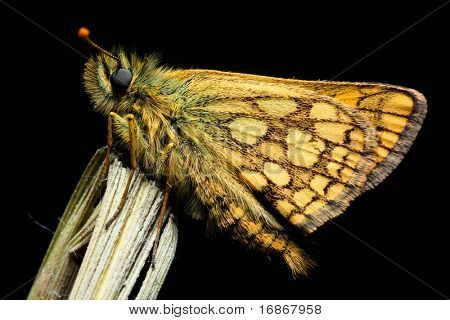 Pamphilus Silvius - rara farfalla europea