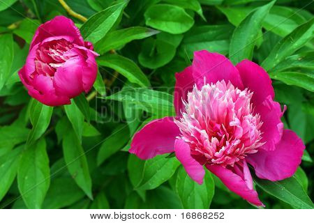 Paeonia officinalis - pæon - egenskaber og anvendelser: det er antispasmodic og tonic, og kan være advanta
