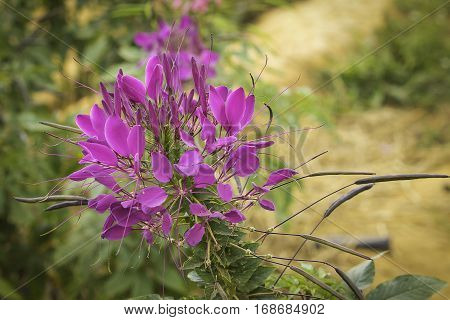 Violet Spider flower - Cleome hassleriana in the garden on blur background