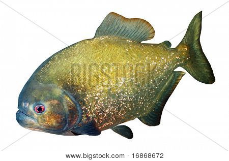 Piranha elszigetelt fehér background