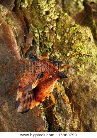 나무-곤충 위장의 예를 들어, Pentatoma rufipes