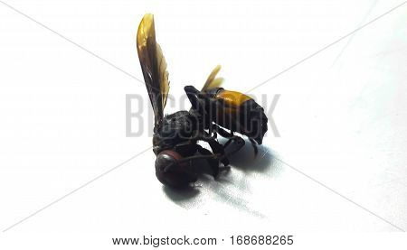 Wasps dead soft-focus background.Harmful insects.A fright background.