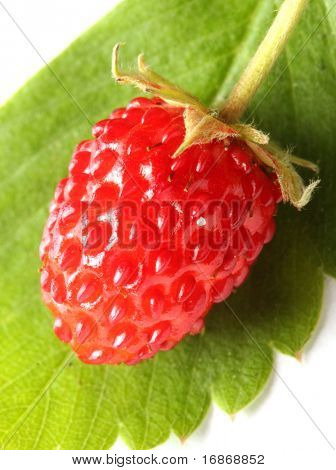 สตรอเบอร์รี่ป่าบนใบไม้สีเขียวแยกต่างหากบนพื้นหลังสีขาว