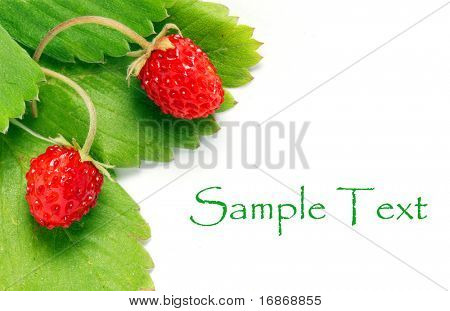 สตรอเบอร์รี่ป่าบนใบไม้สีเขียวแยกต่างหากบนพื้นหลังสีขาว