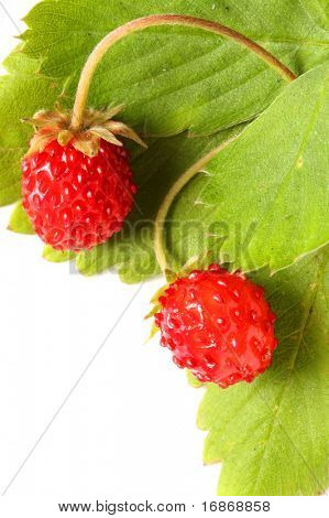 สตรอเบอร์รี่ป่าบนใบไม้สีเขียวแยกต่างหากบนพื้นหลังสีขาว