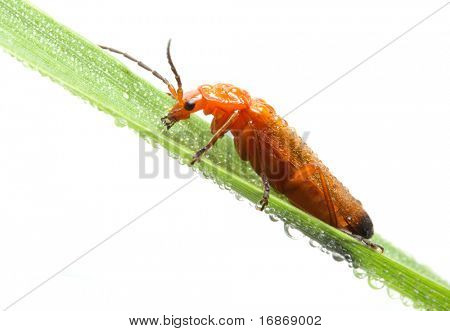 Beetle på en våd blad - isoleret på hvid baggrund