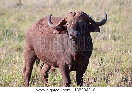Isolated Buffalo in Tsavo West Park in Kenya
