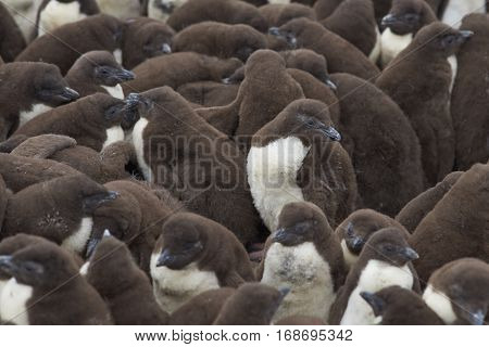 Rockhopper Penguin chicks (Eudyptes chrysocome) huddle together in a creche whilst their parents are away at sea feeding. Coast of Bleaker Island in the Falkland Islands.