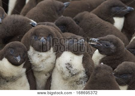 Rockhopper Penguin chicks (Eudyptes chrysocome) huddle together in a creche whilst their parents are away at sea feeding. Coast of Bleaker Island in the Falkland Islands.